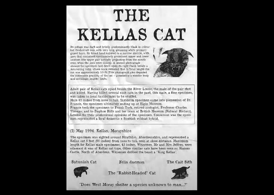 KELLAS CAT