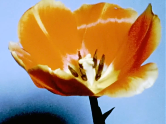 GARDEN - HANDS ACROSS THE WALL